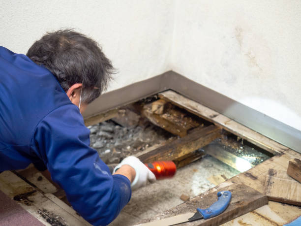 Best Commercial Mold Remediation in Spring Hill, FL