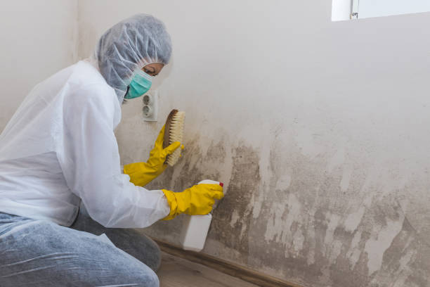 Best Kitchen Mold Remediation in Spring Hill, FL