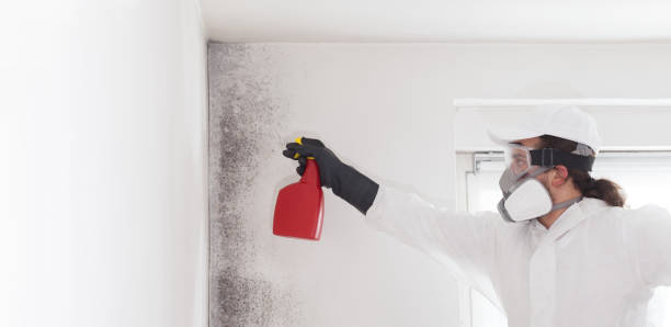 Best Preventive Mold Services in Spring Hill, FL